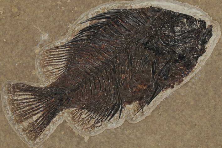 Fossil Fish (Cockerellites) - Green River Formation #211208